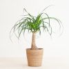 Beaucarnea Recurvata Nolina (Olifantspoot) - P17