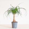 Beaucarnea Recurvata Nolina (Olifantspoot) - P17
