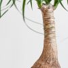 Beaucarnea Recurvata Nolina (Olifantspoot) - P17