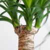 Beaucarnea Recurvata Nolina (Olifantspoot) - P17