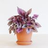 Begonia Beleaf Indian Summer - P12