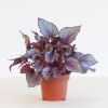 Bladbegonia Rex 'Maori Haze' - P12