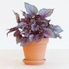 Bladbegonia Rex 'Maori Haze' - P12