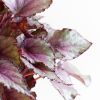 Bladbegonia Rex 'Maori Haze' - P12
