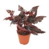 Begonia Black Magic