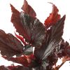 Begonia black magic verzorging