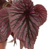 Begonia Brevirimosa 'Old school' - P 15 cm