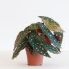 Begonia-Maculata-p12-1