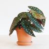 Begonia-Maculata-p12-2
