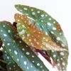 Begonia-Maculata-p12-3