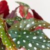 Begonia-Maculata-p12-7 1