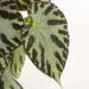 Begonia Silver Jewel