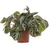 Begonia Silver Jewel