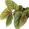 Begonia Snowcap