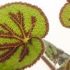iron cross begonia
