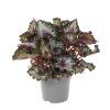 begonia rex Odissi