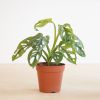 Monstera Adansonii Mint