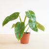 Philodendron Jose Bueno