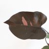 Philodendron Pink Princess