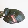 Philodendron Pink Princess