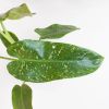 Philodendron Jose Bueno