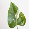 Philodendron White Princess