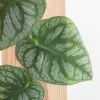Monstera Dubia