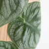 Monstera Dubia