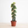 Monstera Dubia