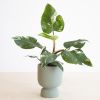Philodendron White Princess