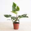 Philodendron White Princess