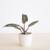 Philodendron Pink Princess