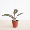 Philodendron Pink Princess
