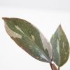Philodendron Pink Princess