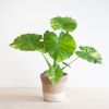 Alocasia Gageana Variegata