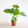 Alocasia Gageana Variegata