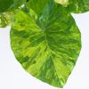 Alocasia Gageana Variegata