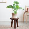 Alocasia Gageana Variegata