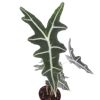 Alocasia Nobilis blad