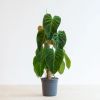 Philodendron Splendid