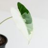 Alocasia Frydek Variegata