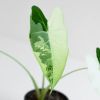 Alocasia Frydek Variegata blad