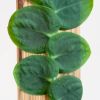 Rhaphidophora Celatocaulis