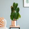 Philodendron Splendid
