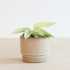 Philodendron Florida Ghost