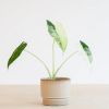 Alocasia Frydek Variegata