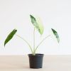 Alocasia Frydek Variegata