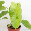 Philodendron Paraiso Verde blad