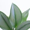 Scindapsus Treubii Moonlight