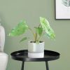 Philodendron Paraiso Verde